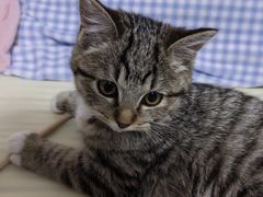 -心仪动物医院·牙专科·肿瘤·心脏科(西客站院)