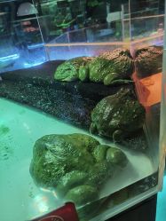 -七巧国萌宠乐园(龙湖天街店)