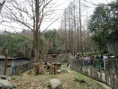 -都江堰中华大熊猫苑
