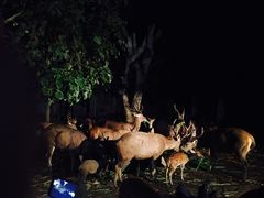 -清迈夜间动物园
