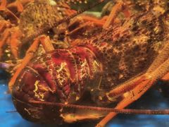 -海景壹号大酒店(滨湖店)