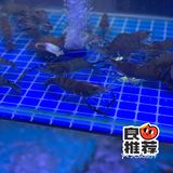家门口的鲜鱼馆！鲜！
