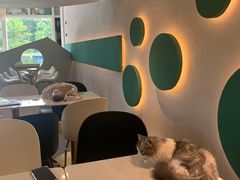 -飞行喵MR PILOT|猫舍·猫咖(静安大融城店)