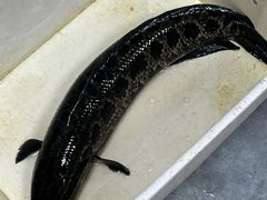 -九寨沟石锅鱼(沣峪口二十年店)