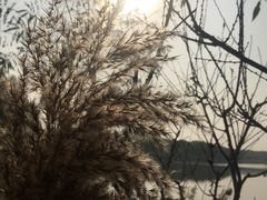 -北京麋鹿生态实验中心