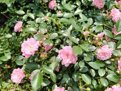 -上海共青森林公园