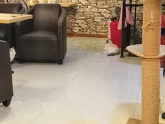 -猫咪咖啡店(新城大街店)