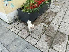 -三林塘老街