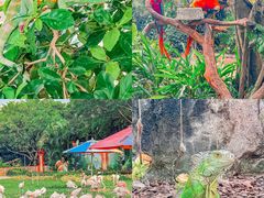 -广州长隆飞鸟乐园