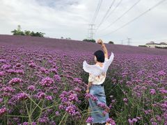 -紫颐香薰山谷景区