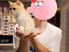 -东方名猫馆·英短金渐层布偶猫舍(环线广场1号楼店)