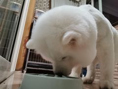 -PETKIT小佩宠物(古北店)