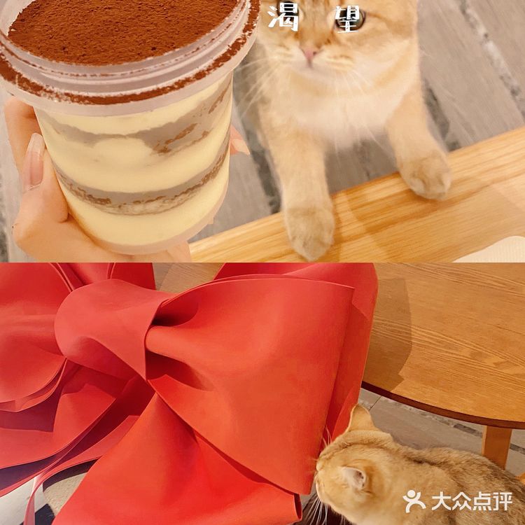 天津🐈探店｜是香软软的小猫咪呀🦷  