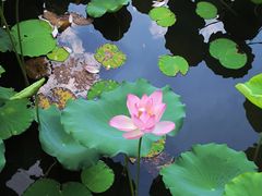 -荔湾湖公园
