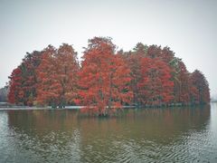 -池杉湖湿地公园