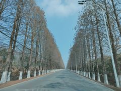 -东平国家森林公园