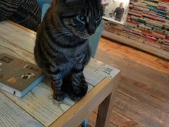 -猫的天空之城概念书店(苏州平江店)