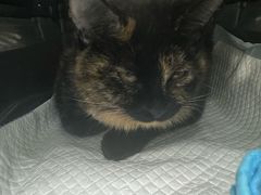 -纳吉亚猫专科动物诊疗中心(蒋宅口分院)