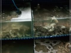 -蟹谢蒸鲜自助餐厅