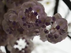 -嘉定紫藤园