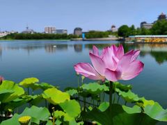 -莲花池公园