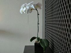 android_upload_pic-上海璞麗酒店