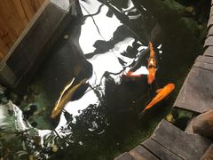 -上海大自然野生昆虫馆(东方明珠·爬宠昆虫探索中心)