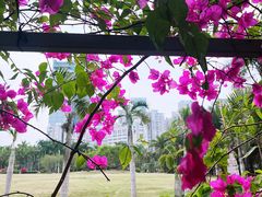 -深圳仙湖植物园