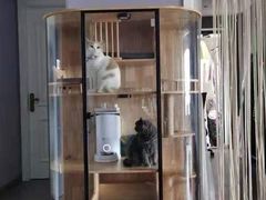 -欣宠猫屋·矮脚拿破仑·蓝金金渐层