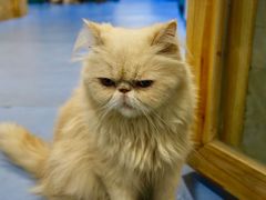 -猫色咖啡·猫咖
