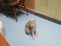 -猫色咖啡·猫咖