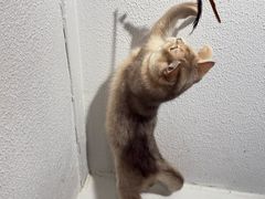 -琪喵猫屋·撸猫猫咖·猫舍