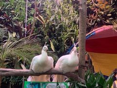 -正佳雨林生态植物园