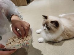 -藏猫猫咖啡主题馆(中央大道店)