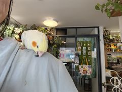 -吉丁鸟咖·异宠·寄养