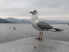 -海埂大坝