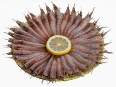 -辰鼎水汇串吧·胶东小船海鲜(平乐园店)