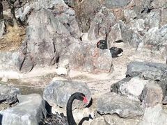 -千岛湖石林