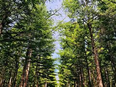 -塞罕坝国家级自然保护区