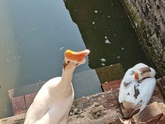 -苏州文庙(姑苏区)