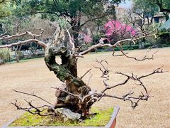 -申粤轩酒楼·三十年粤菜经典(丁香花园店)