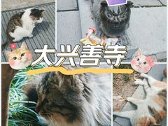 -西安大兴善寺