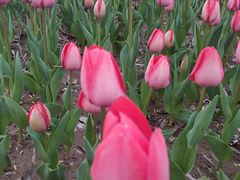 -廊坊文化艺术中心