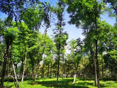 -大兴滨河森林公园