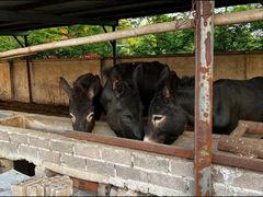 -元鼎宝驴香·全驴宴(江宁店)