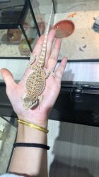 -Moni星球萌宠·小马宝莉·灵蛇·高端高阶全萌宠互动体验俱乐部(红豆国际广场店)