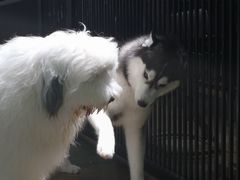 -TrueLove @ Neverland (Husky Cafe)