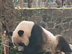 -都江堰中华大熊猫苑