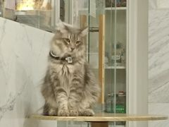 -楼上猫咖(罗湖店)