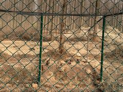 -黄海国家森林公园